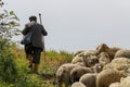 Old shepherd grazing his sheep in Turkey