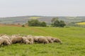 Old shepherd grazing his sheep in Turkey Royalty Free Stock Photo