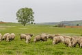 Old shepherd grazing his sheep in Turkey Royalty Free Stock Photo