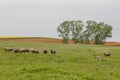 Old shepherd grazing his sheep in Turkey Royalty Free Stock Photo