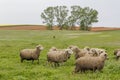 Old shepherd grazing his sheep in Turkey Royalty Free Stock Photo