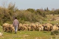 Old shepherd grazing his sheep