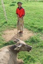 old shepherd with a rope trying to resurrect his buffalo resting in the grass