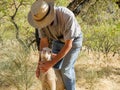 Old shepherd walking with sheep Royalty Free Stock Photo