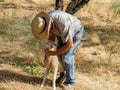 Old shepherd walking with sheep Royalty Free Stock Photo