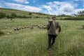 Old shepherd walking with two canes in a field toward his sheep on a bright day Royalty Free Stock Photo