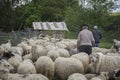 Old Shepherd walks next to his sheep, Romania