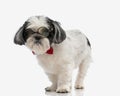 old shih tzu wearing glasses and bowtie