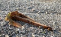 Old ships anchor on a stony beach