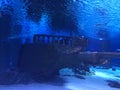 Old shipwreck lying on sand sea bottom