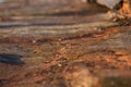 Beautiful old ship wreckage driftwood closeup