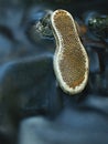 Old shoe sole in blurred clear water of mountain river, autumn colors.Garbage or rubbish in nature.