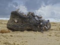 old shoe washed ashore laced with mussels