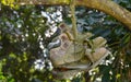 Old Shoes Hanging on a Tree