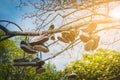 Old shoes hanging in tree, vintage clothing, fashion concept Royalty Free Stock Photo