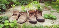 Old shoes plant decoration reuse old stuff creative concept