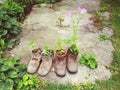 Old shoes plant decoration reuse old stuff creative concept Royalty Free Stock Photo