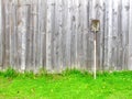 Old shovel leaning wood fence