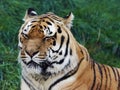 Old Siberian tiger Royalty Free Stock Photo