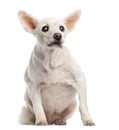 Old sick dog with cataract, sitting, 15 years old Royalty Free Stock Photo