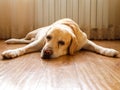 Old sick golden labrador retriever with tear path ways and injured bandaged paw looking sad at camera, laying on floor