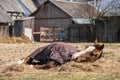Old sick horse with caparison lying on the hay Royalty Free Stock Photo