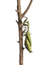 Old and Sick praying mantis, Hierodula majuscula, climbing