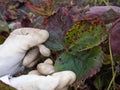 Old sick strawberry bushes in autumn garden. Fungal diseases of strawberry leaves.