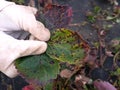 Old sick strawberry bushes in autumn garden. Fungal diseases of strawberry leaves.