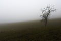 A old sick tree in the fog Royalty Free Stock Photo