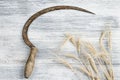 Old sickle and ears of wheat on a gray board. Royalty Free Stock Photo