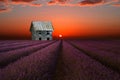 Old silver barn and the lavender field Royalty Free Stock Photo