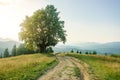 Old single beech near rural road in mountains