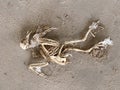 A skeleton of a pigeon Royalty Free Stock Photo