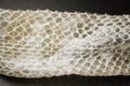 An old skin from a snake Royalty Free Stock Photo