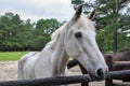 Old sad skinny white stallion horse on the field near the stables. healthy mare. american quarter horse