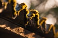 Old slate roof covered with moss. Spring water drops. Closeup shot Royalty Free Stock Photo