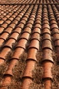 Old slate tiled roof in sunny summer country, lot of dry pine fir needles accumulated inside grooves, closeup detail Royalty Free Stock Photo