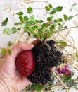 Old Slavic Orthodox pagan ritual of fertility. Preparing to burring Easter egg in the meadow, first row in the field before sowing