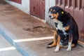 An old, slightly fat stray dog that has been spayed looks strangely at the camera. Perhaps he thinks that if he was at a Royalty Free Stock Photo