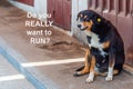 An old, slightly fat stray dog that has been spayed looks strangely at camera. Perhaps he thinks that if he was at a young age you Royalty Free Stock Photo