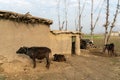 Old small barn with cows standing near it Royalty Free Stock Photo