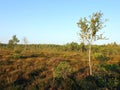 Old small birch tree in swamp, Lithuania