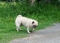 Old small white fat lovely happy cute pug dog playing relaxing on green grass garden floor outdoor Royalty Free Stock Photo