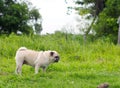 Old small white fat lovely happy cute pug dog playing relaxing on green grass garden floor outdoor Royalty Free Stock Photo