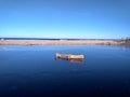 An old snag on the swamp ice