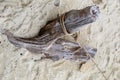 An old snag on the sand tied with a rope Royalty Free Stock Photo