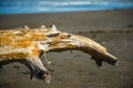 Old snag on seashore Royalty Free Stock Photo