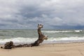 An old snag, similar to a deer, lies on the sand on the shores of the Baltic Sea in windy weather in summer