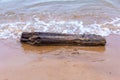 An big old snag washed up on the river Bank Royalty Free Stock Photo